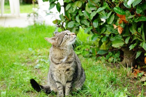 cat meadow domestic cat