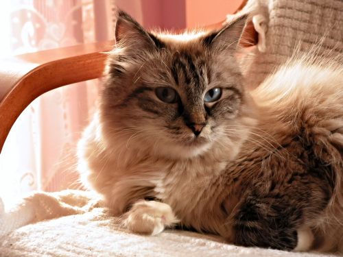cat blue eyes siberian