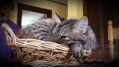 cat cat in basket kitty