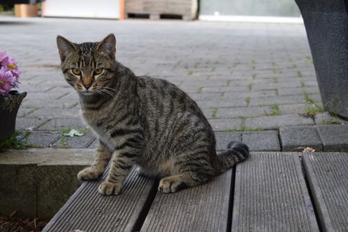 cat domestic cat young cat