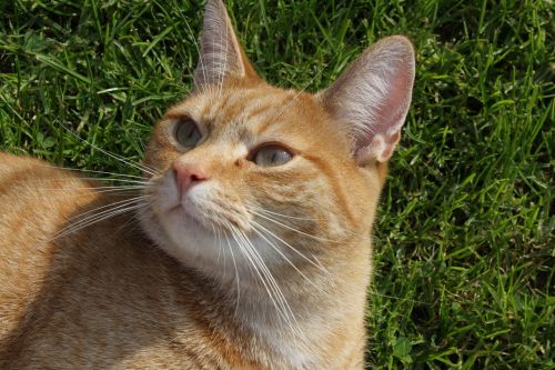 cat eyes domestic cat