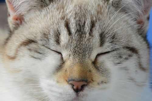 cat nose cat eyes closed