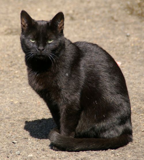 cat black cat animal
