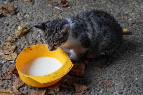 cat drink mackerel