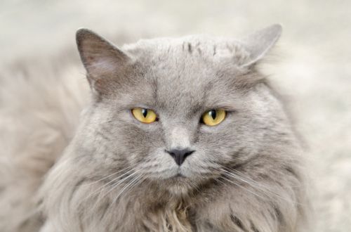 cat gray animal