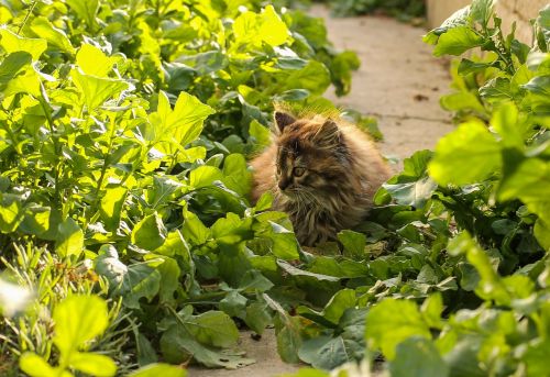 cat kitten domestic cat