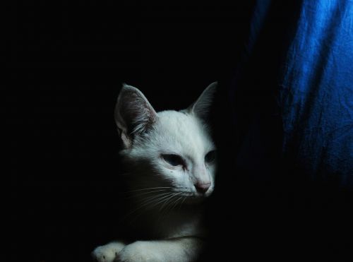 cat white cat animal