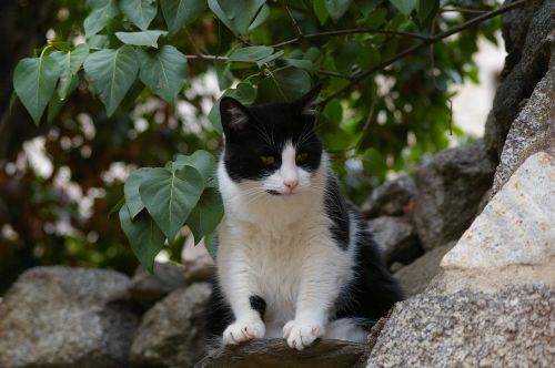 cat black and white cat pet