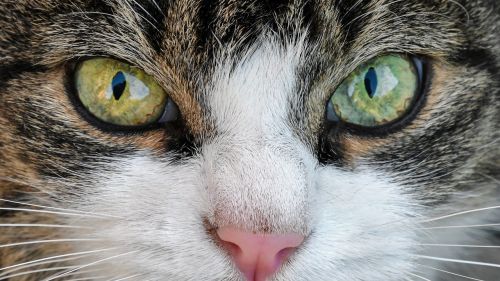 cat look eyes