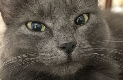 cat grey feline