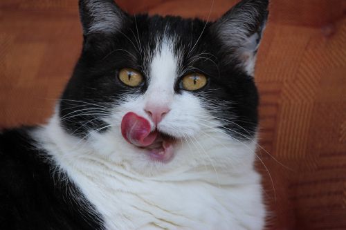 cat pet cat tongue