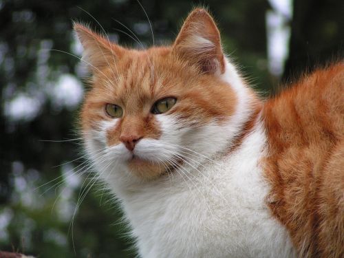 cat red tomcat furry
