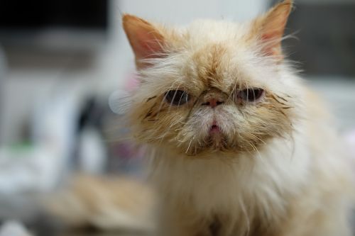 cat veterinary pet