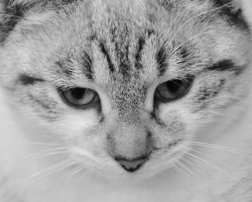 cat photo black white domestic animal