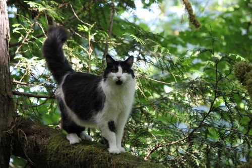 cat outside tree