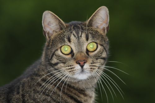 cat cat's eyes tiger cat