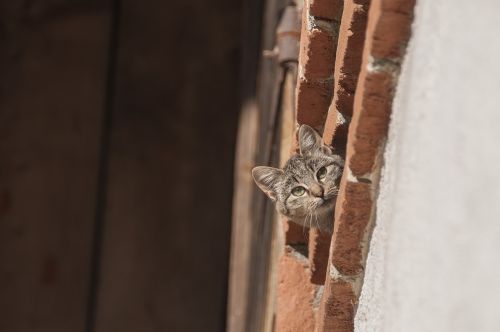 cat farm cat curious