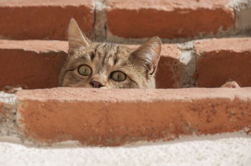 cat curious young cat