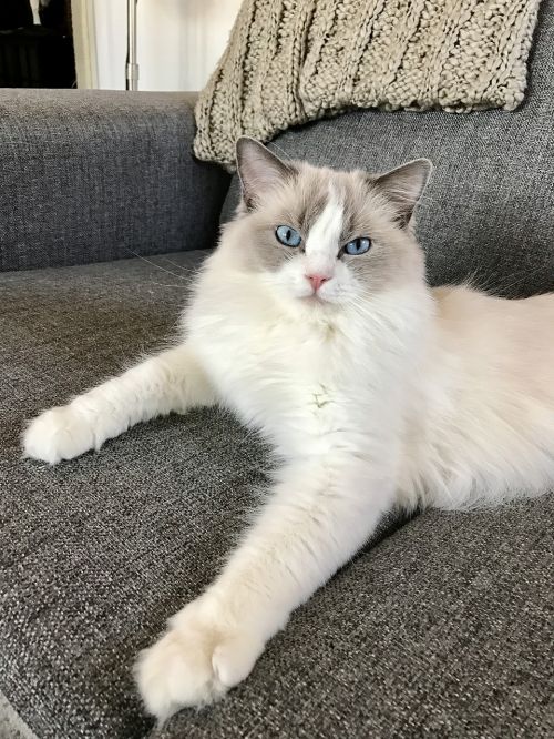 cat ragdoll animal