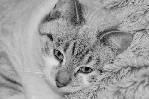 cat young cat photo black white