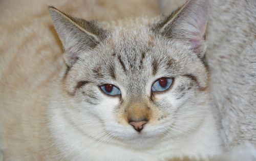 cat young cat blue eyes cat eyes