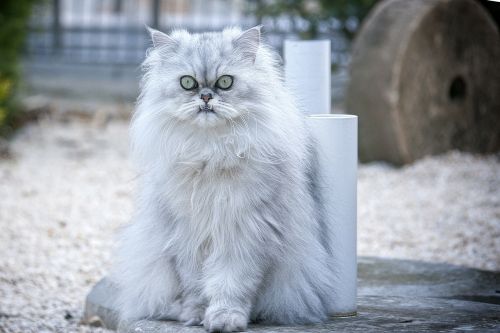 cat persian cat domestic cat