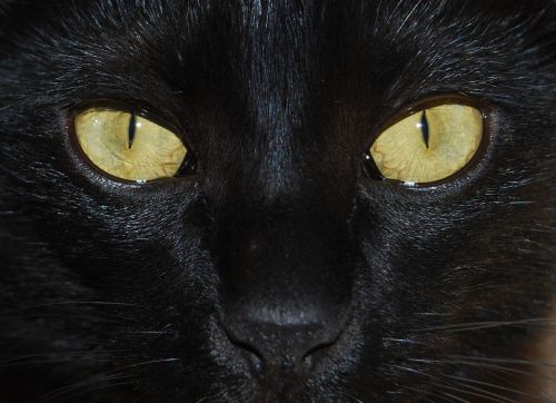cat portrait eye