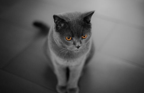 cat portrait animal