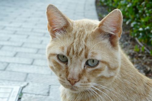 cat tiger cat face