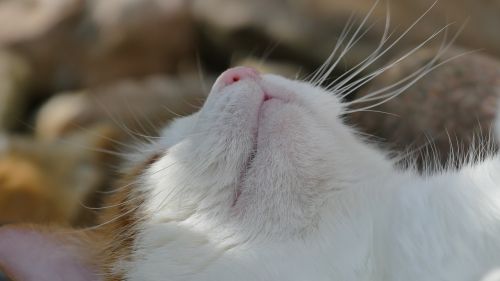 cat nose sleep