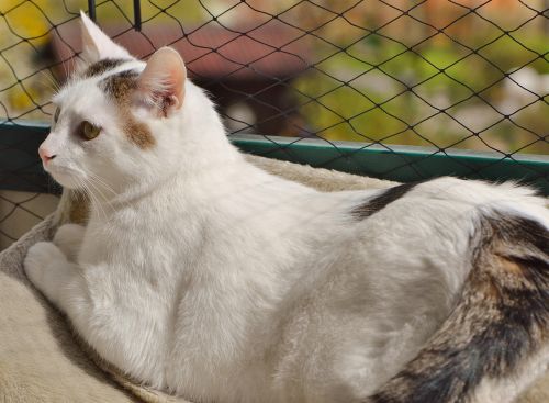 cat domestic cat white
