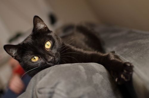 cat black cat golden eyes