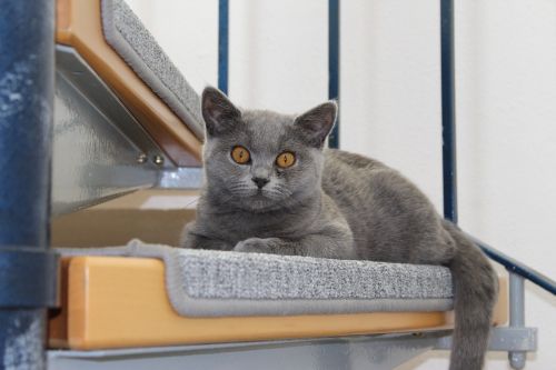 cat animal grey