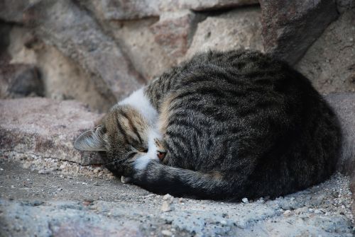 cat cute cat sleeping cat