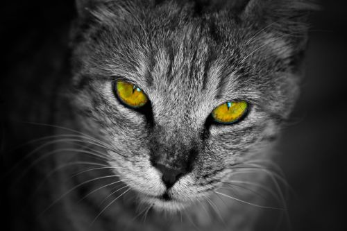 cat portrait staring