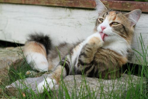 cat paw licking feline