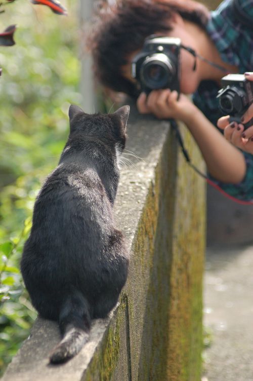 cat photograph