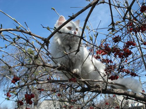 cat tree outdoors