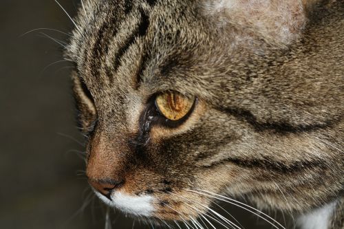 cat domestic cat nose