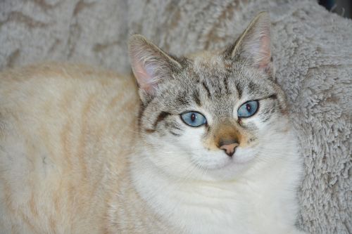 cat pussy cloud blue eyes