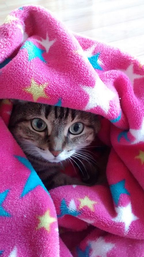 cat blanket cute