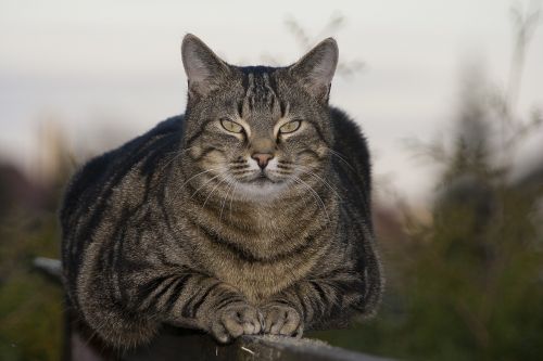 cat sitting relaxed