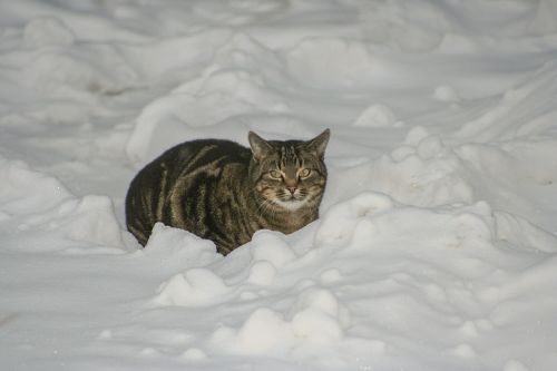 cat winter snow