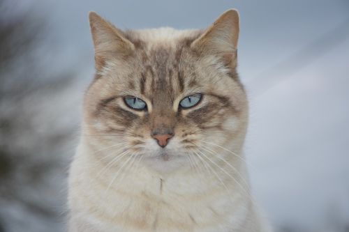 cat pussy nala blue eyes