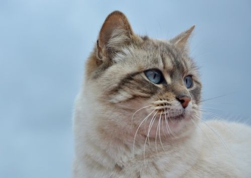 cat pussy nala portrait profile