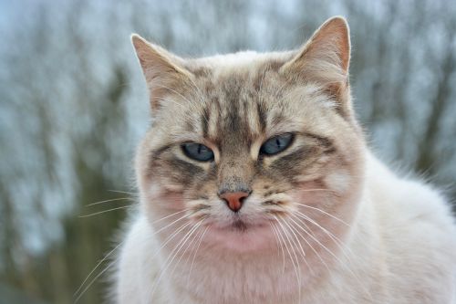 cat pussy nala portrait eyes blue