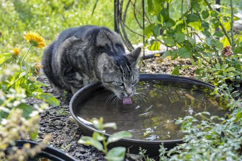 cat drinking water nature