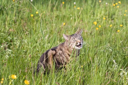 cat grass eat