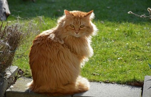 cat view backlight