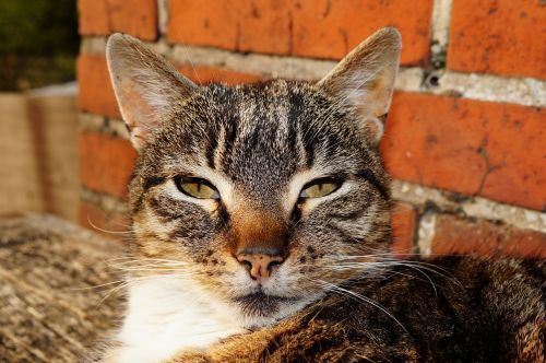 cat domestic cat cat's eyes